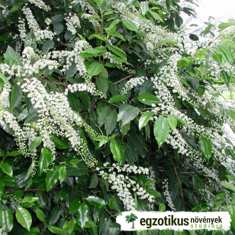 Portugál babérmeggy, Prunus lusitanica, fagytűrő, télálló, gyümölcs